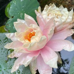 Meet your Posher, CM